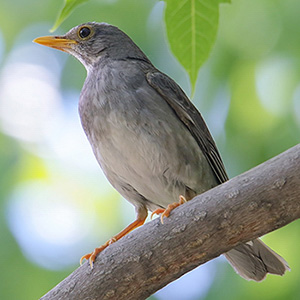 Tickell's Thrush